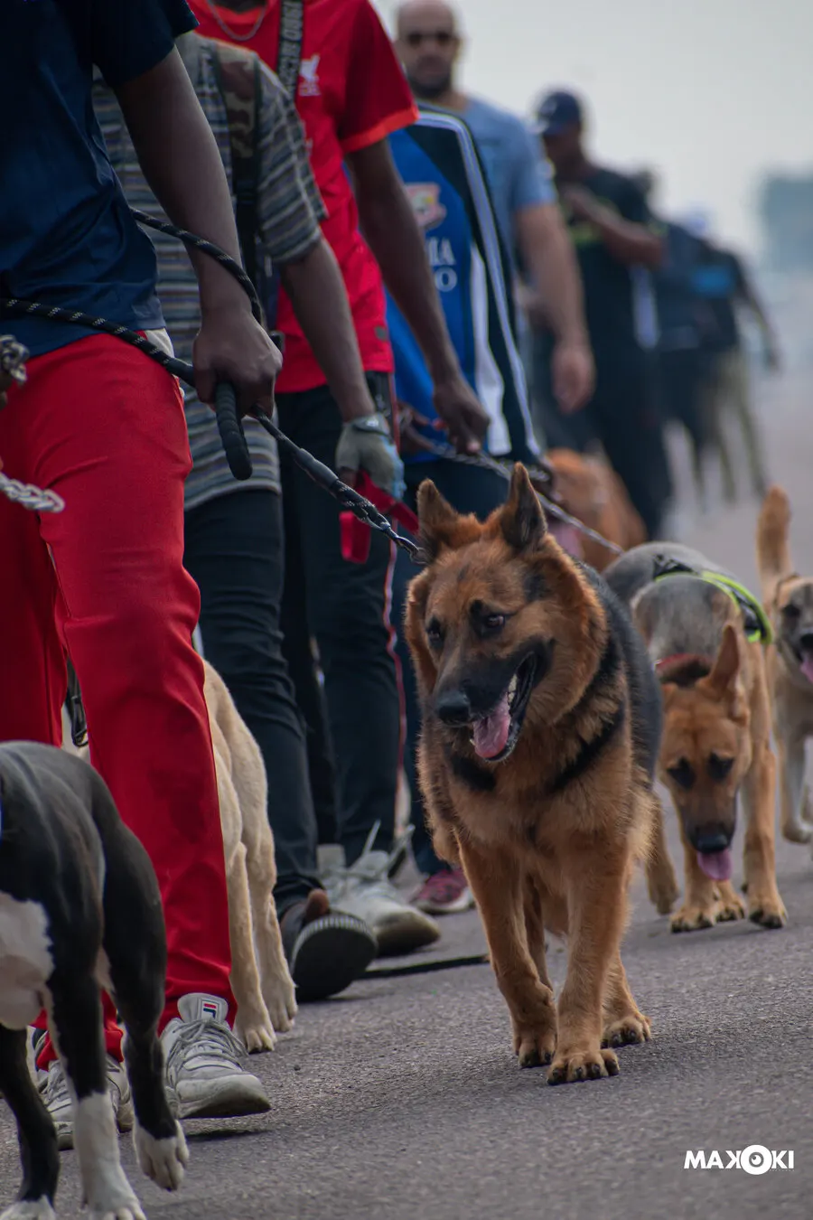 Garde d'animaux à domicile
