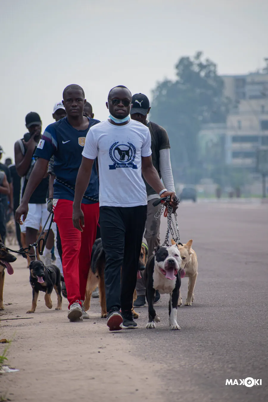 Animaux bien soignés à Brazzaville