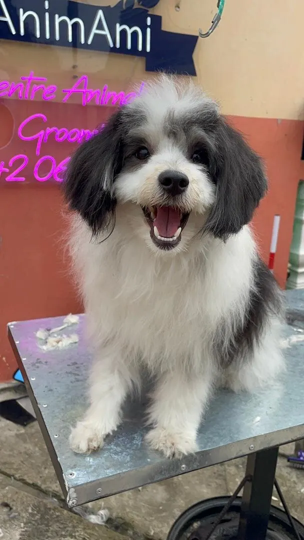 Service professionnel pour animaux