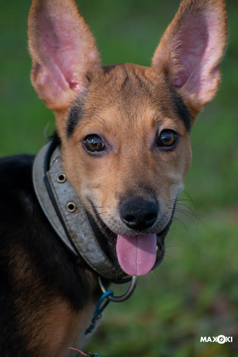 AnimAmi — Soins antiparasitaires