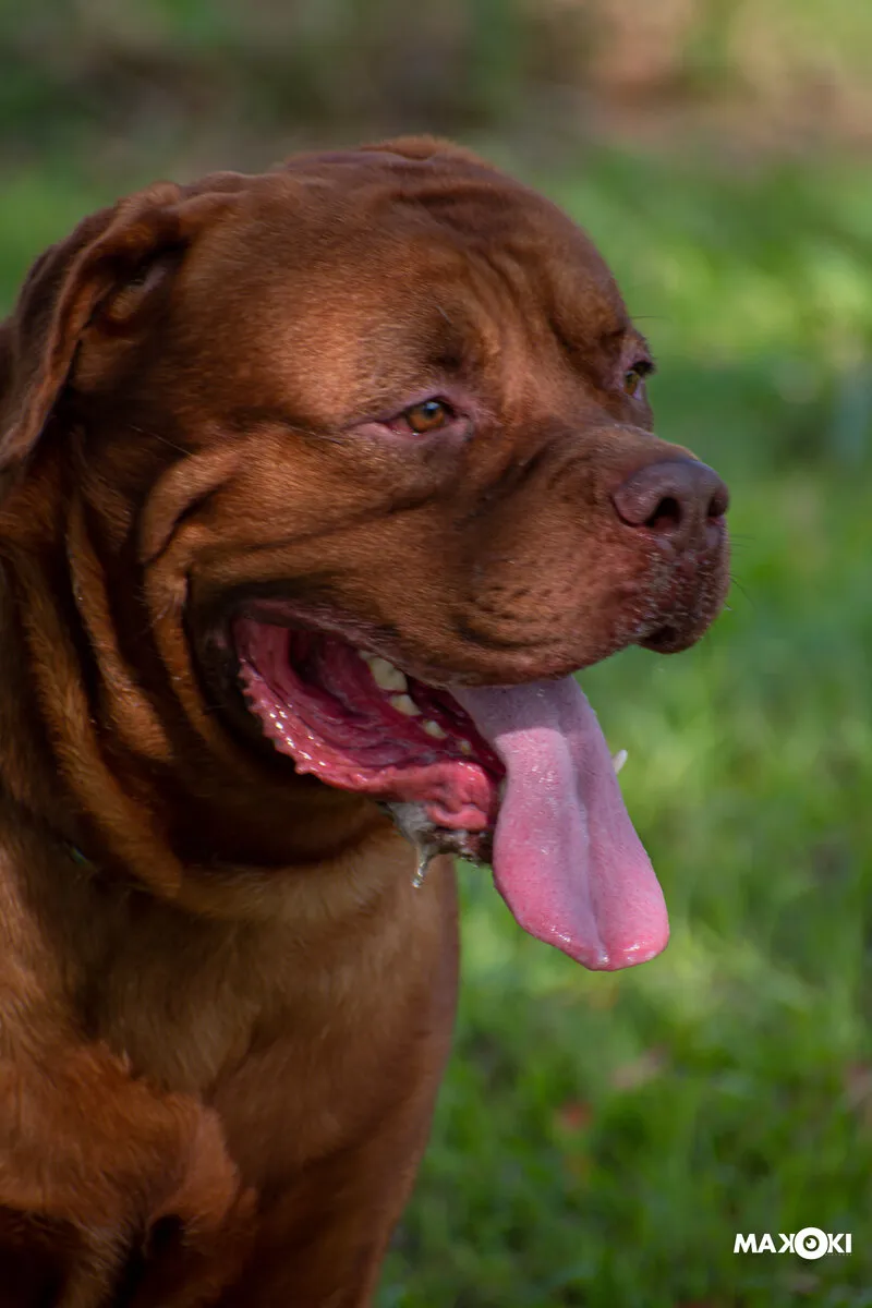 AnimAmi — Toilettage complet